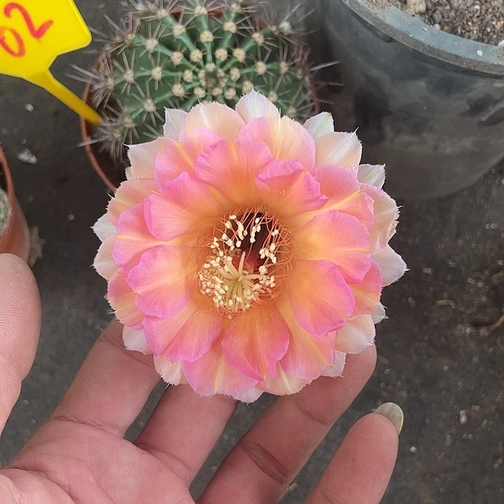 62号摘花脱土发货
