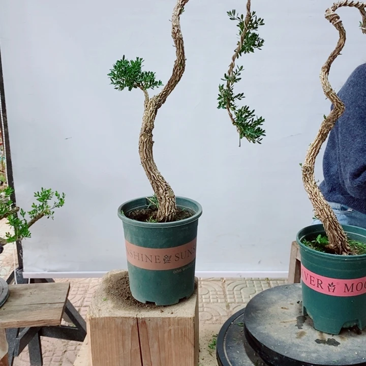 无花朵正**然广东黄杨