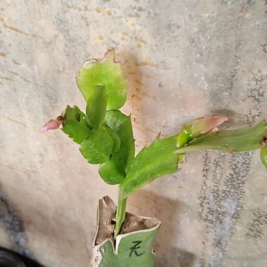 红拉丝零度之上包邮174