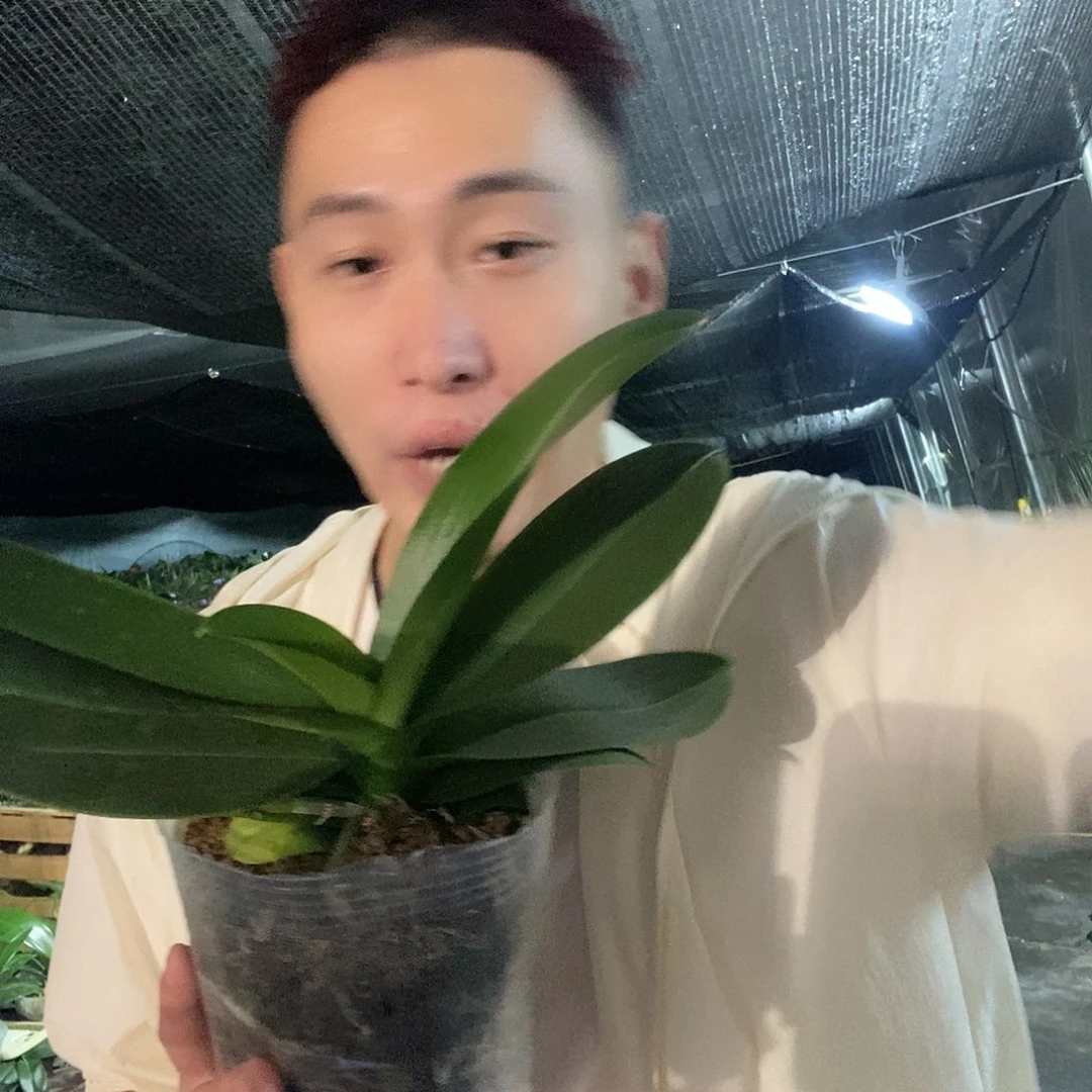 无花朵黑白独角兽