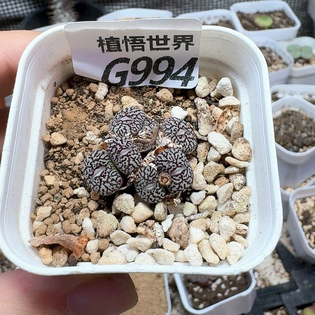 多肉植物的润泽额风格
