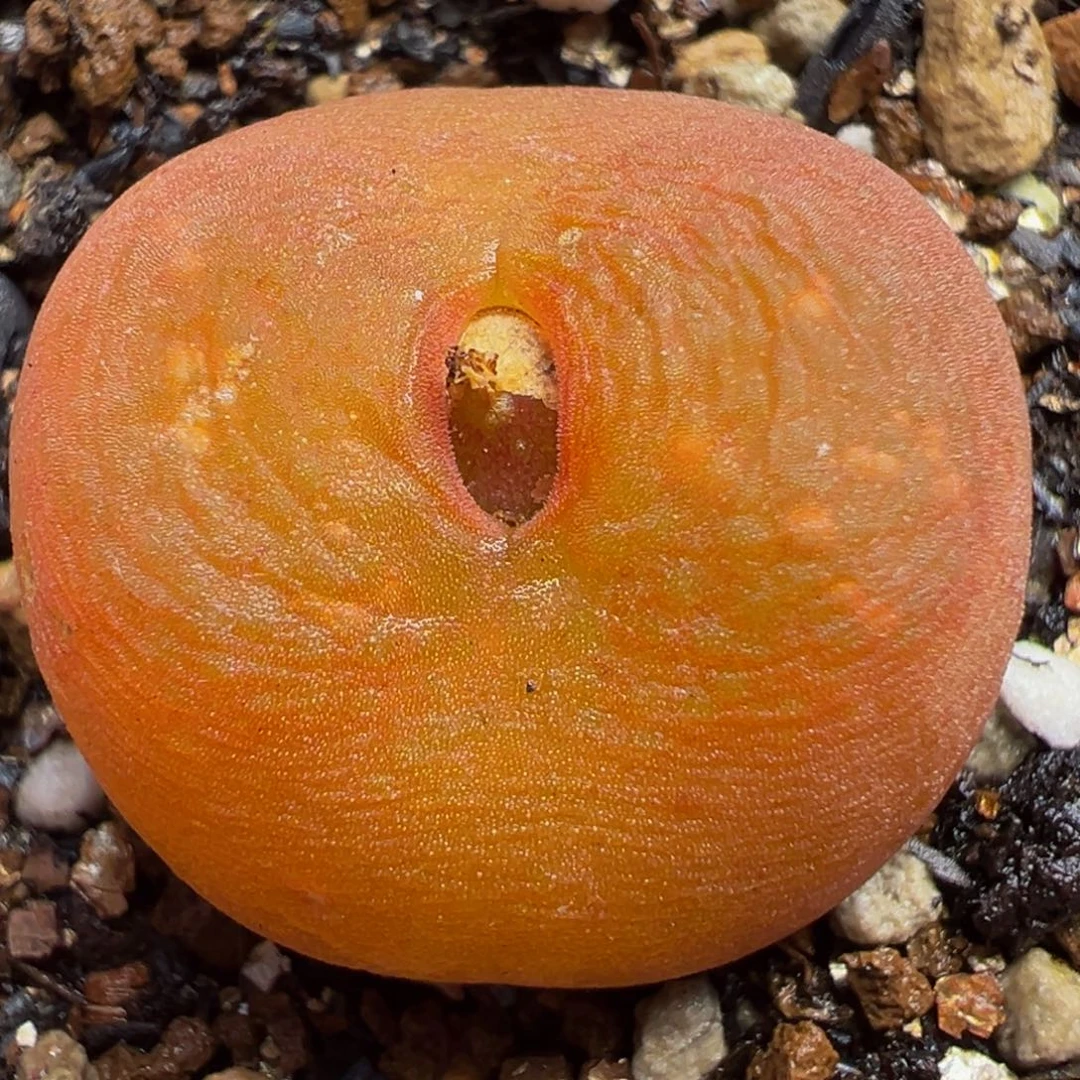 水蜜桃多肉植物2.3厘米