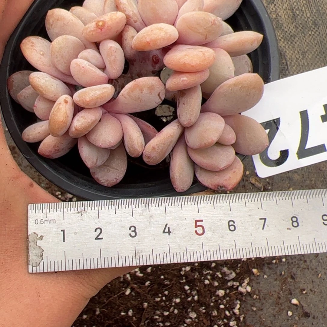 薄***?472 多肉植物组合