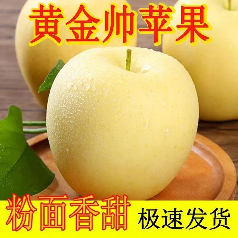 甘肃黄元帅苹果粉面苹果新鲜苹果黄苹果粉面香甜新鲜现发采摘
