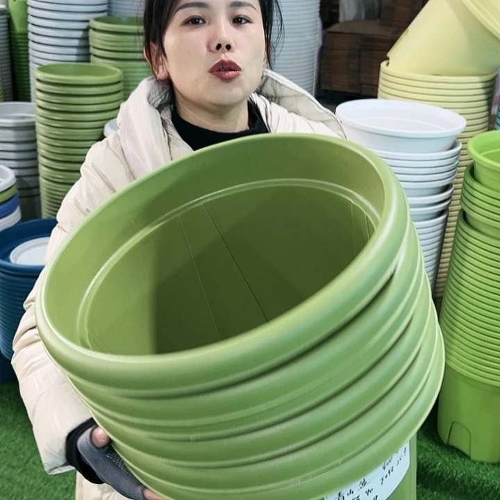 特价青山口40高34果绿无托5只