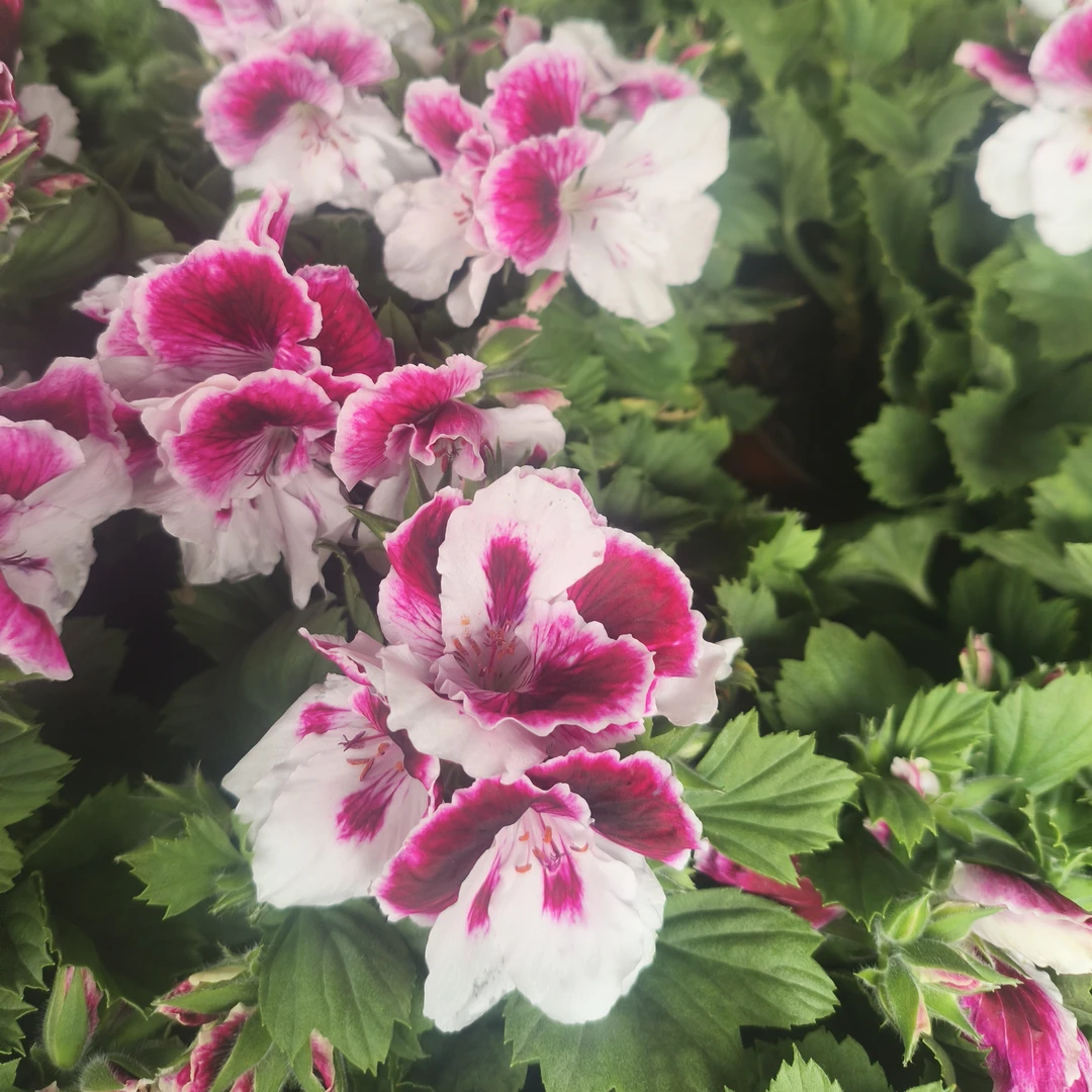 颗型小（贵妃）蝴蝶梅盆栽花卉