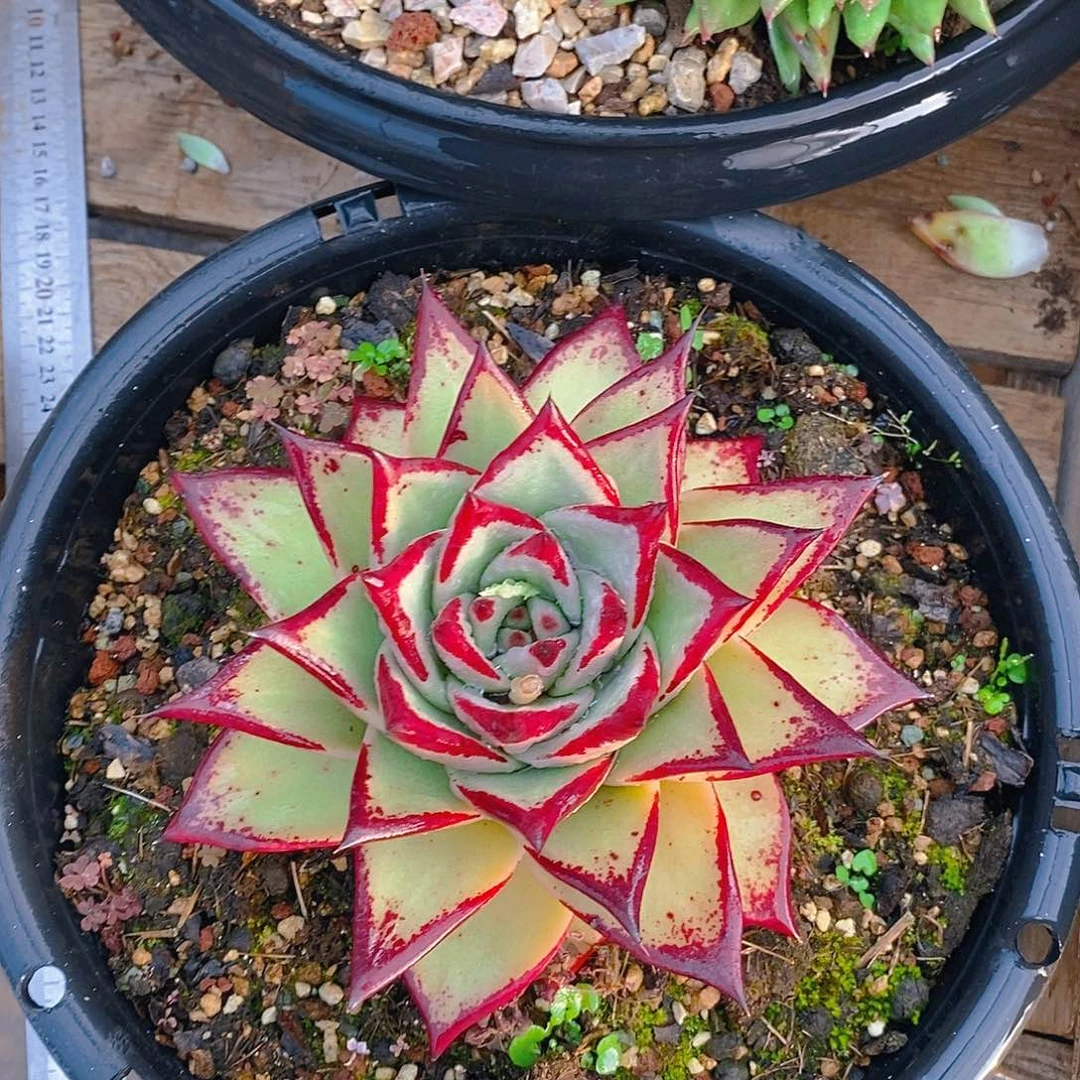 多肉植物乌木随单