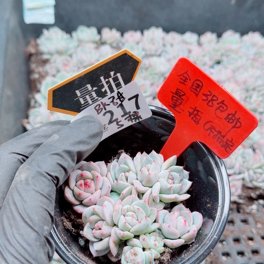 多肉植物多肉植物