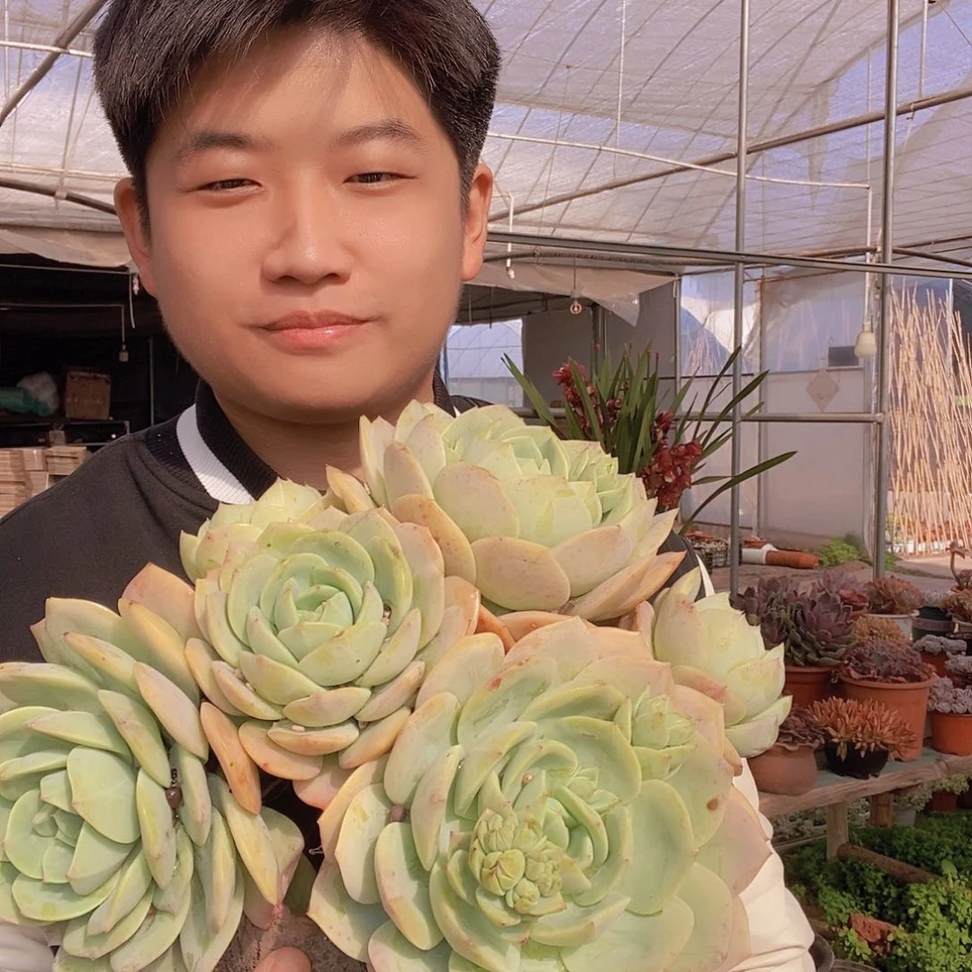 整桩无砍恋曲特价