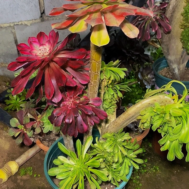 多肉植物碧螺春缀化