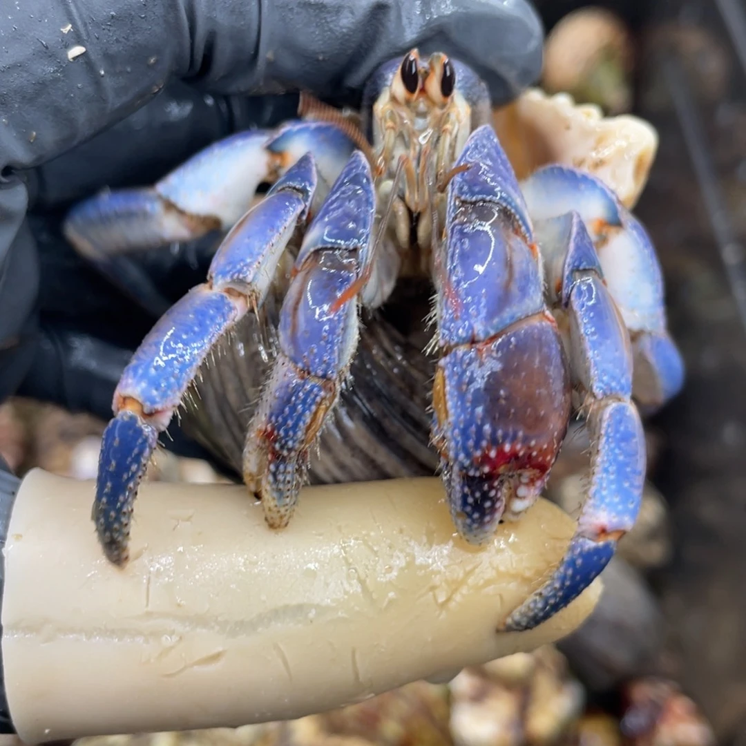 不退不换活体宠物110