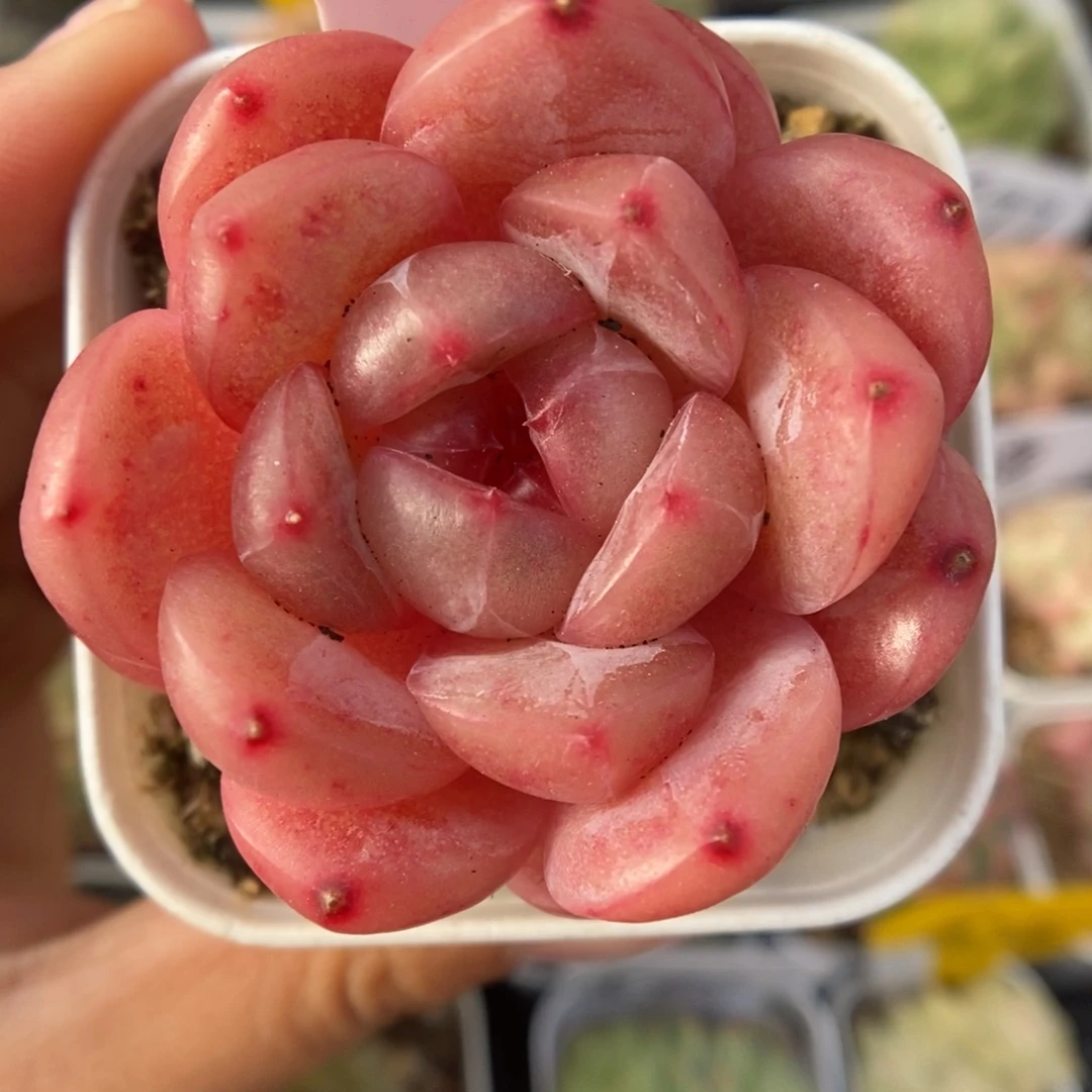 爱丽丝珍妮可拍593号。