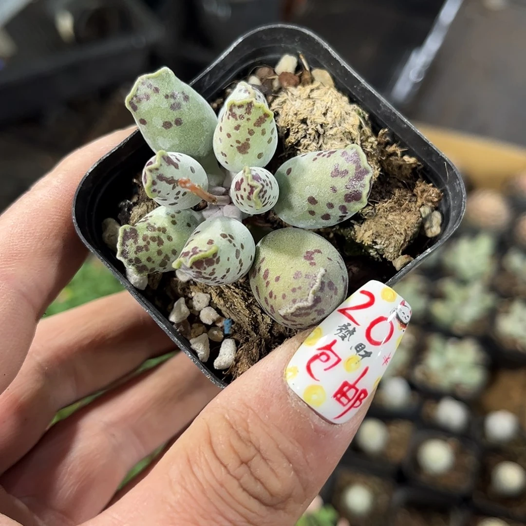 海豹单头发货有根发货