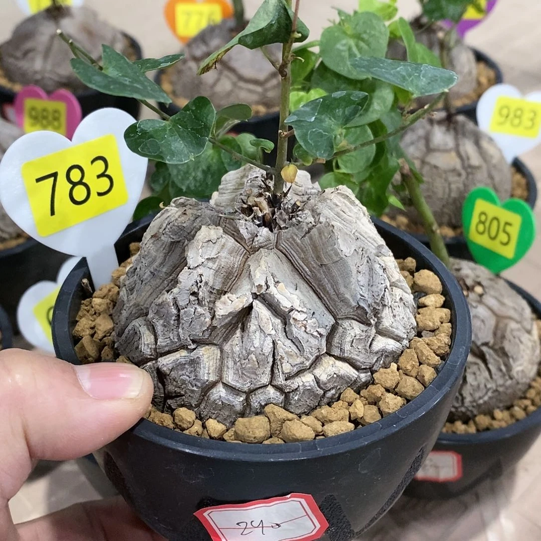 南非龟甲龙龟甲龙