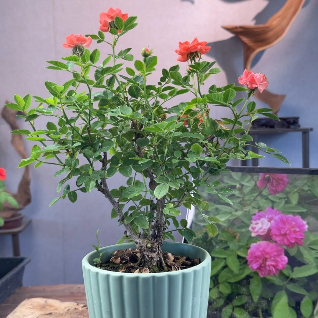 大量花朵（建议范围：8朵-15朵 或40%以上）三*