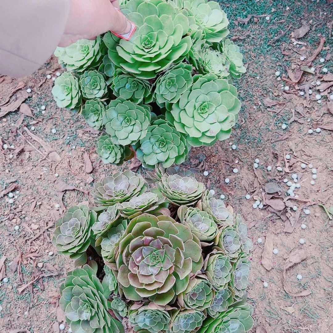 【闪购商品】无花朵85号圣罗兰，万圣节送韶华