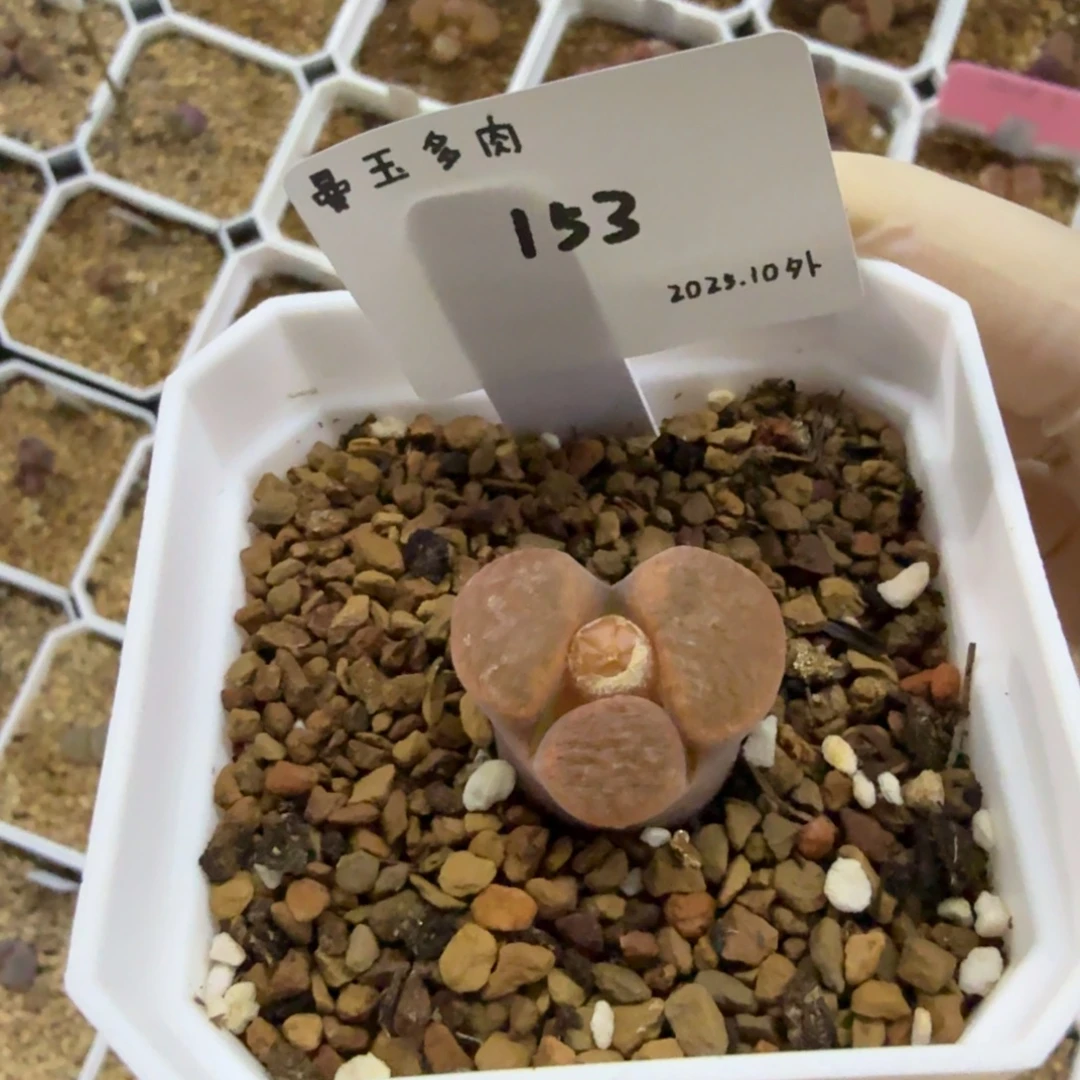 ≡***≡多肉多肉多肉10-153