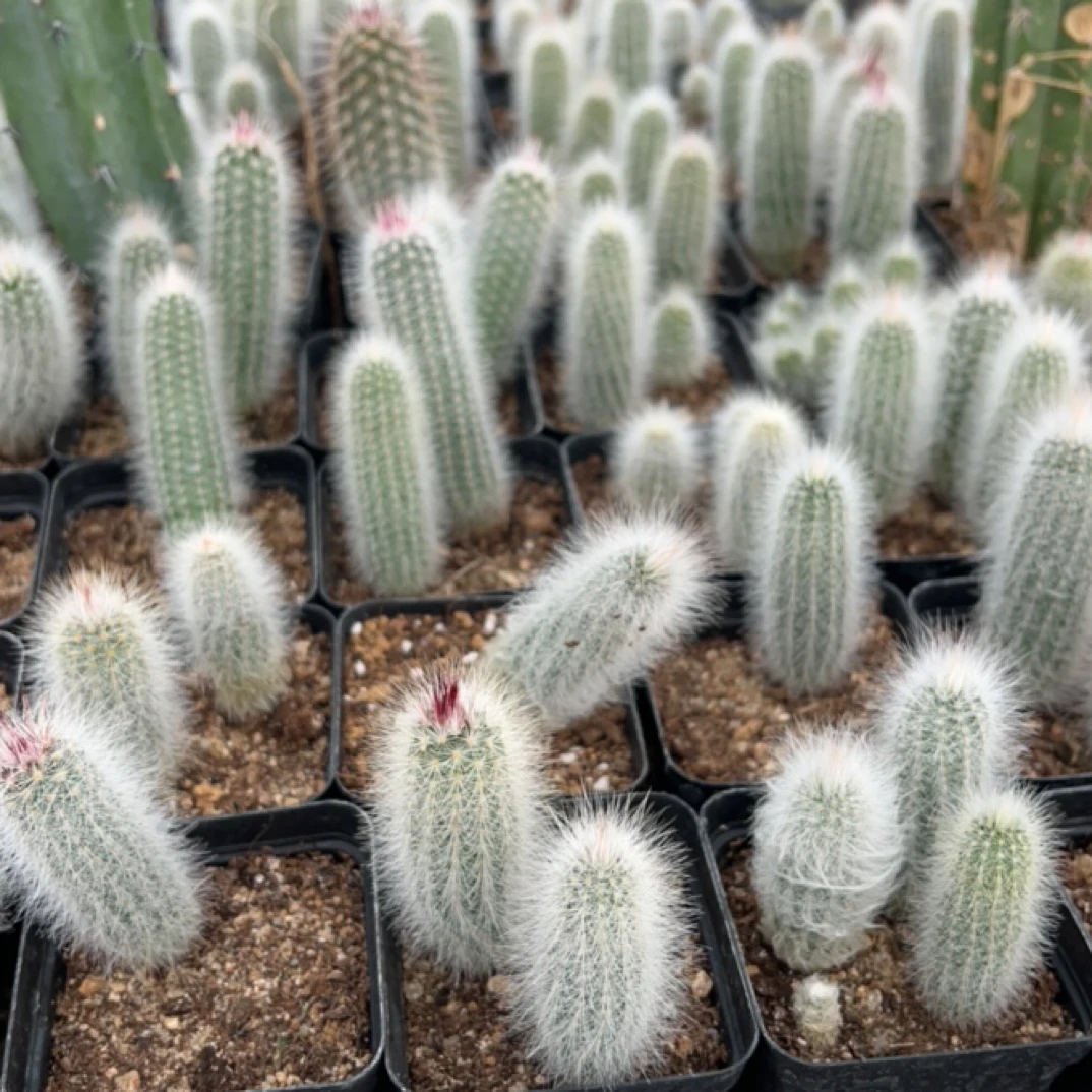 仙人球白发青花虾实生球，1颗价格