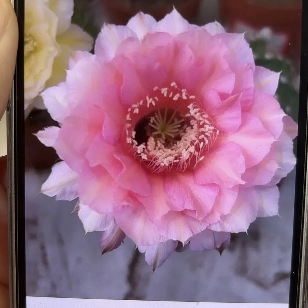 彩草1-51号8.5公分左右