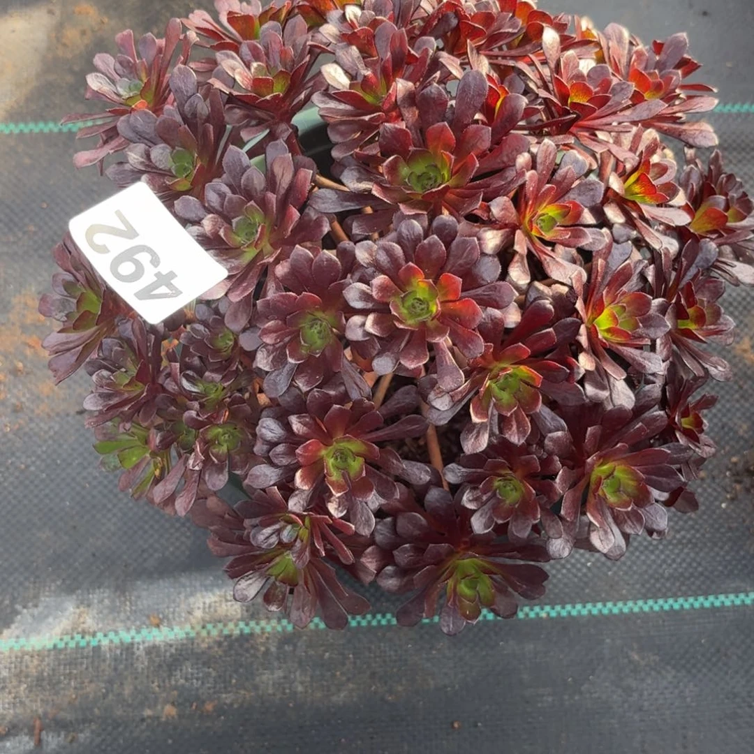 492黑珍珠多肉植物福利