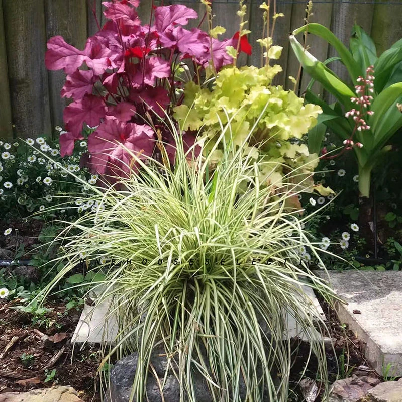 金叶苔草盆栽适合花园别墅花镜种植的宿根植物