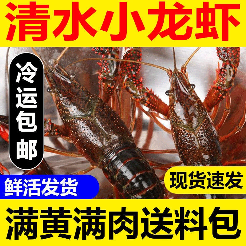 【大虾】鲜活小龙虾大虾3斤装肉质鲜嫩带龙虾炒料保鲜配送