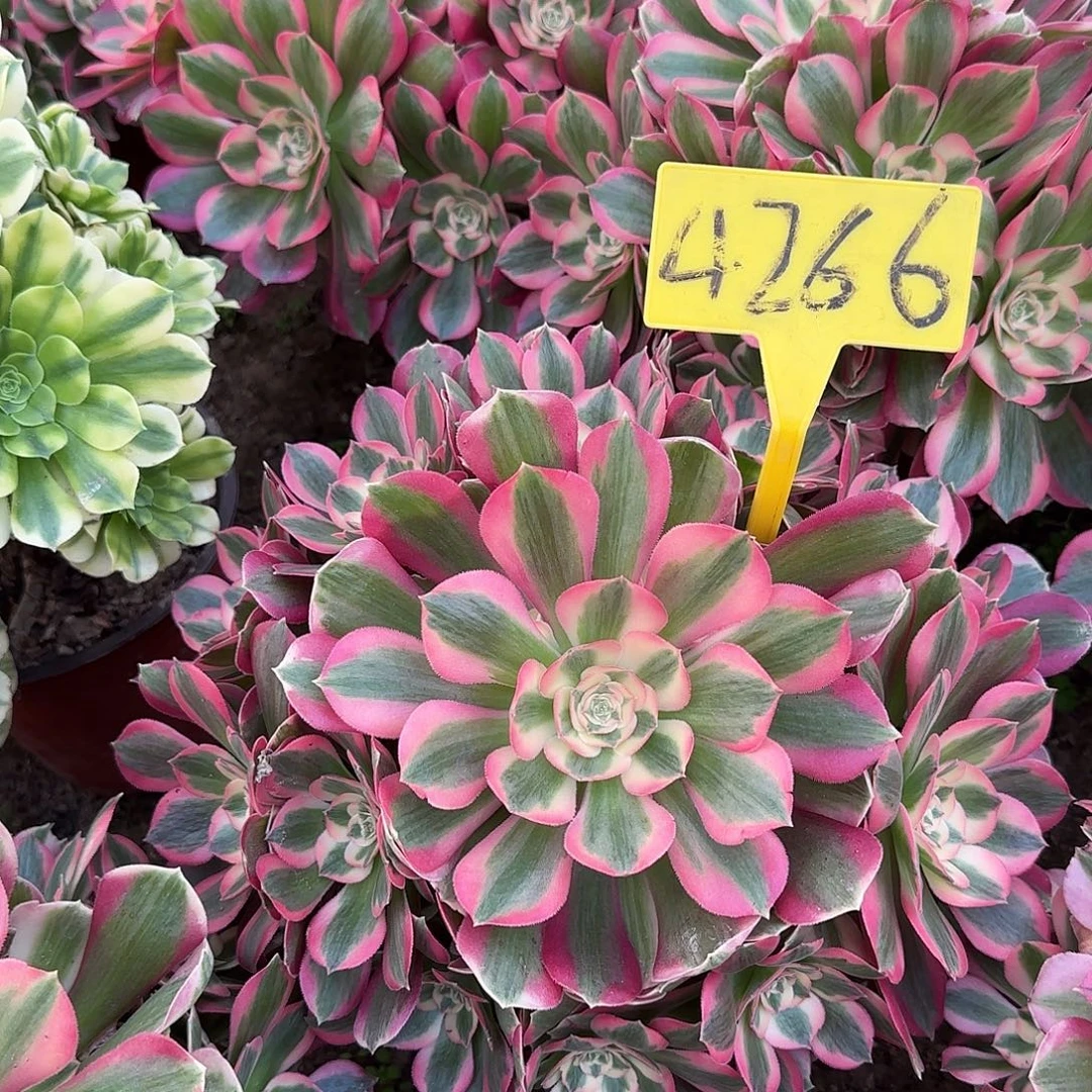 4266--女郎多头多肉