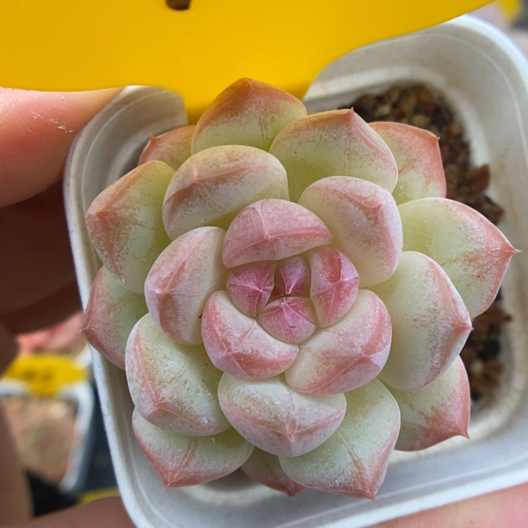 美心优选可拍4837号