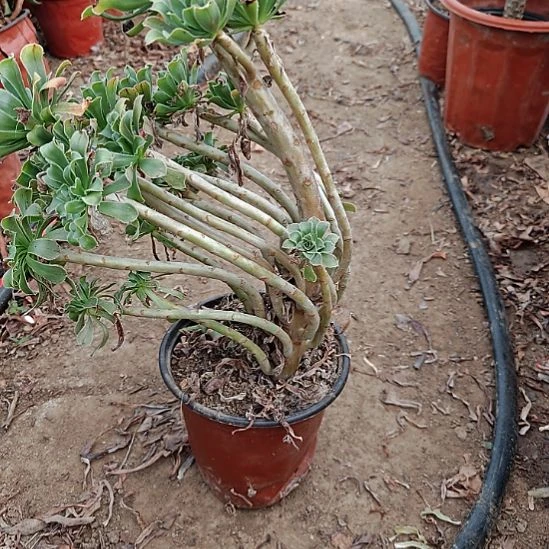 原始绿加急发货了6