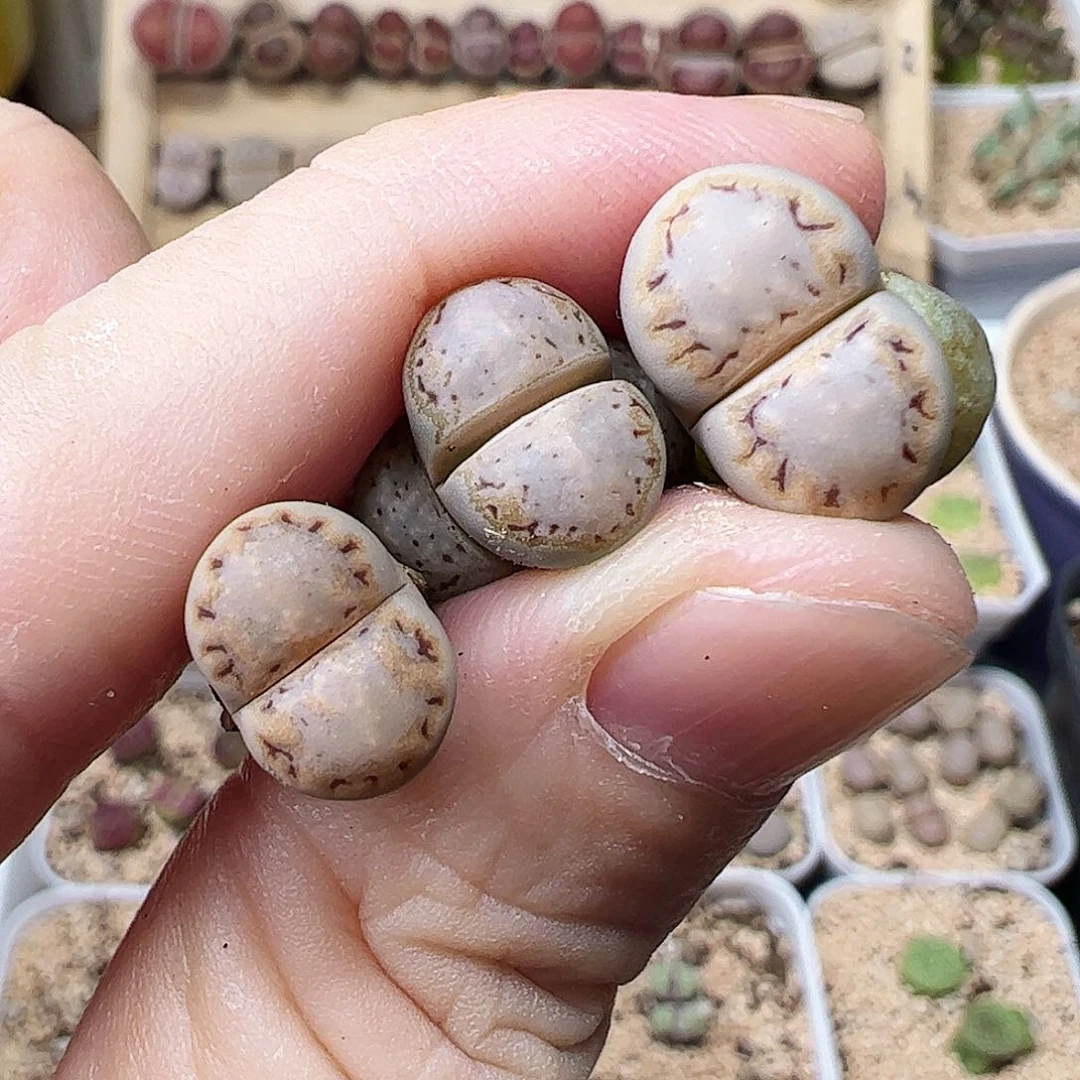 无花朵编号饼干福利特…………………3颗