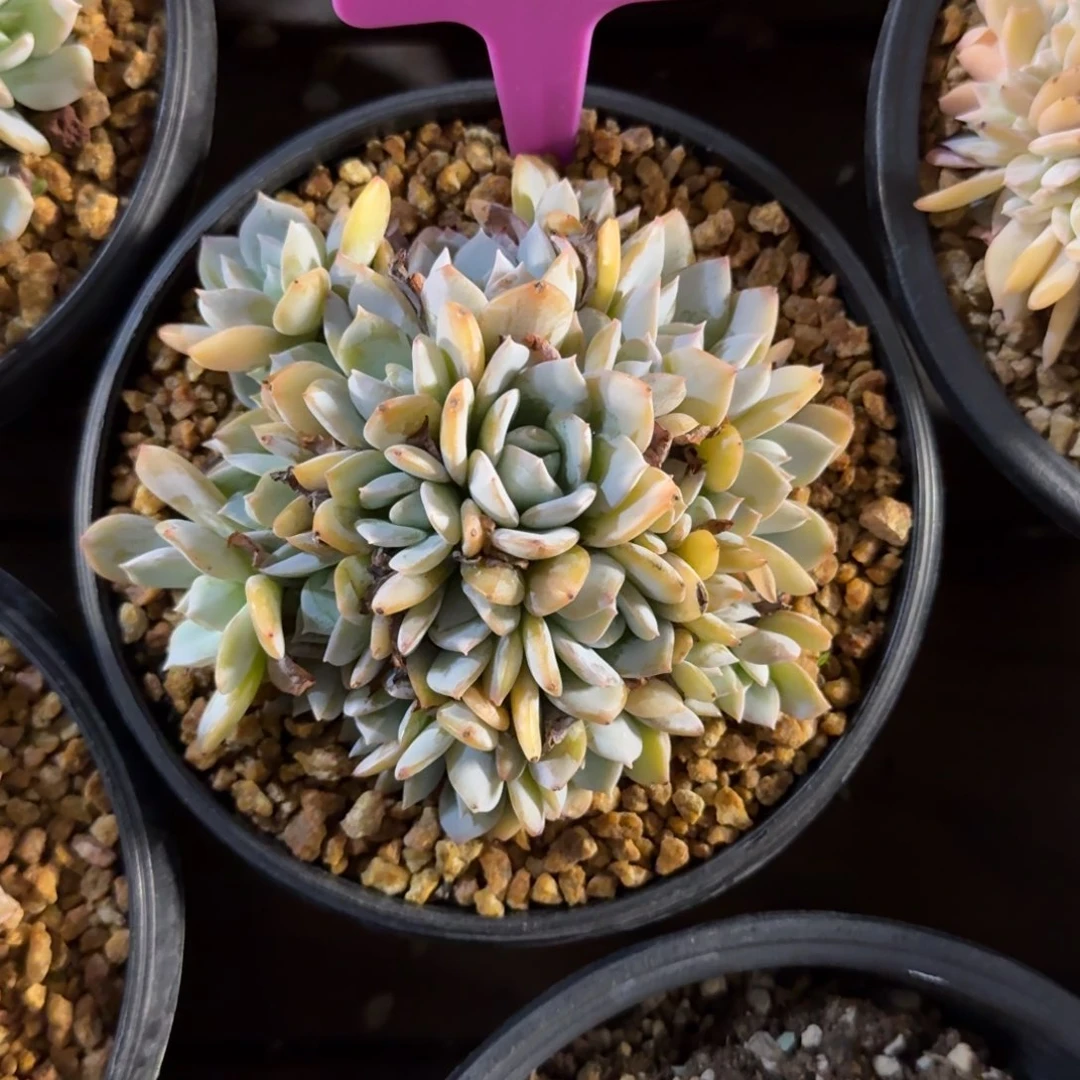 白茶群生111111111111111