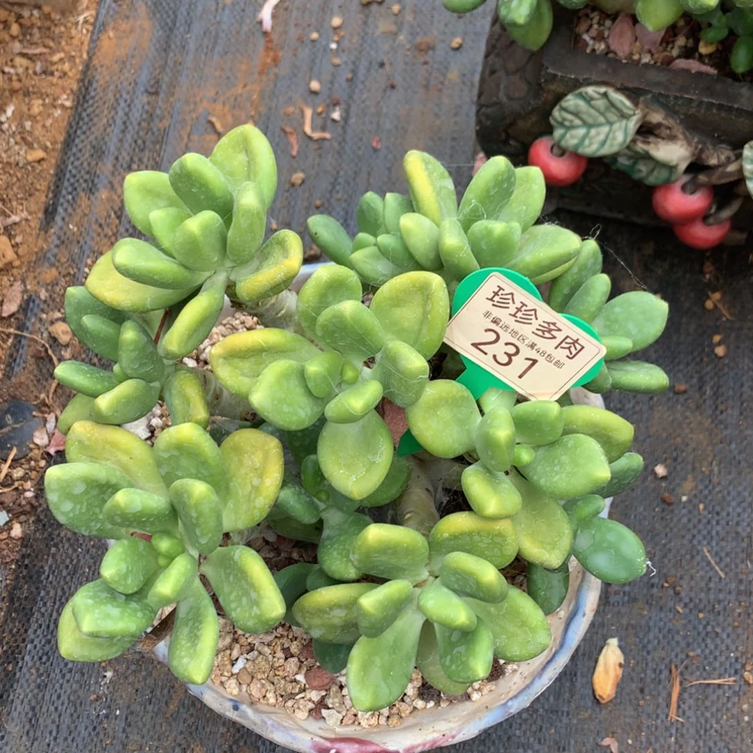 离***离芒果奶老桩平头231