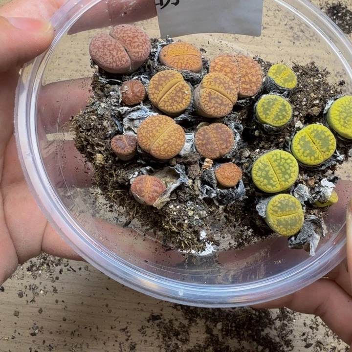 徐***欢多肉植物的生长发育164