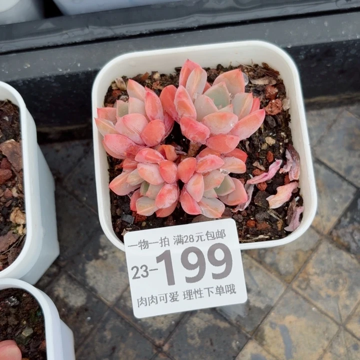 红粉佳人，无盆土发货