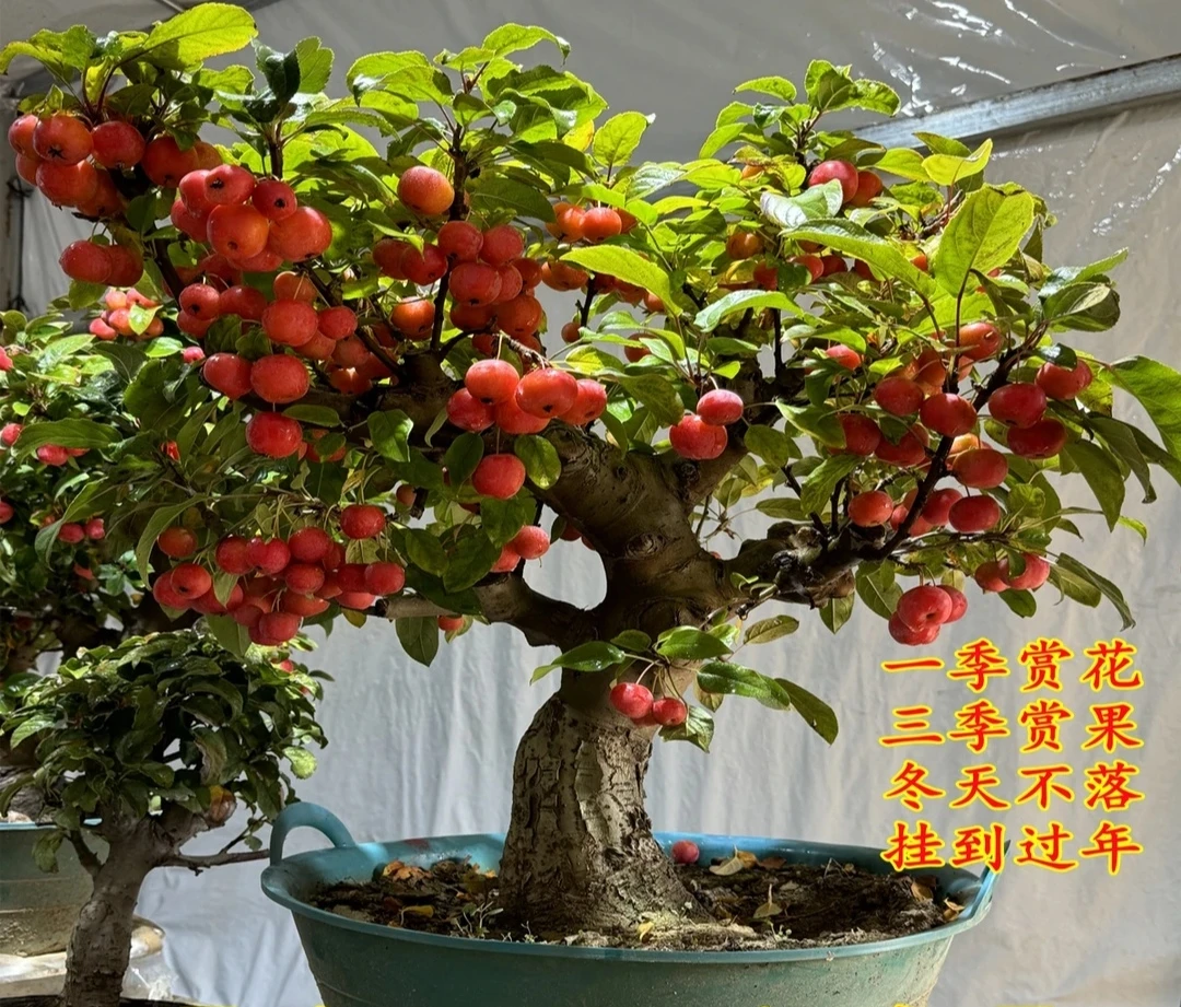 海棠花卉老桩盆景耐寒植物南北方均可种植