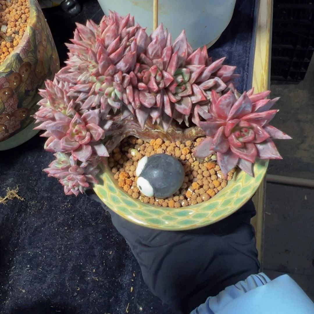 依***～香槟缀天天开心呀