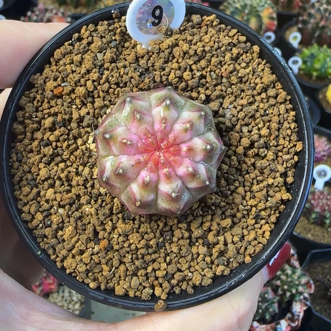 泰系轮回，福利价哦