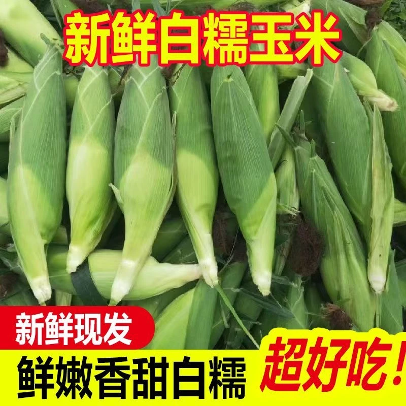 广西罗城本地白糯玉米新鲜玉米香甜软糯现摘现发