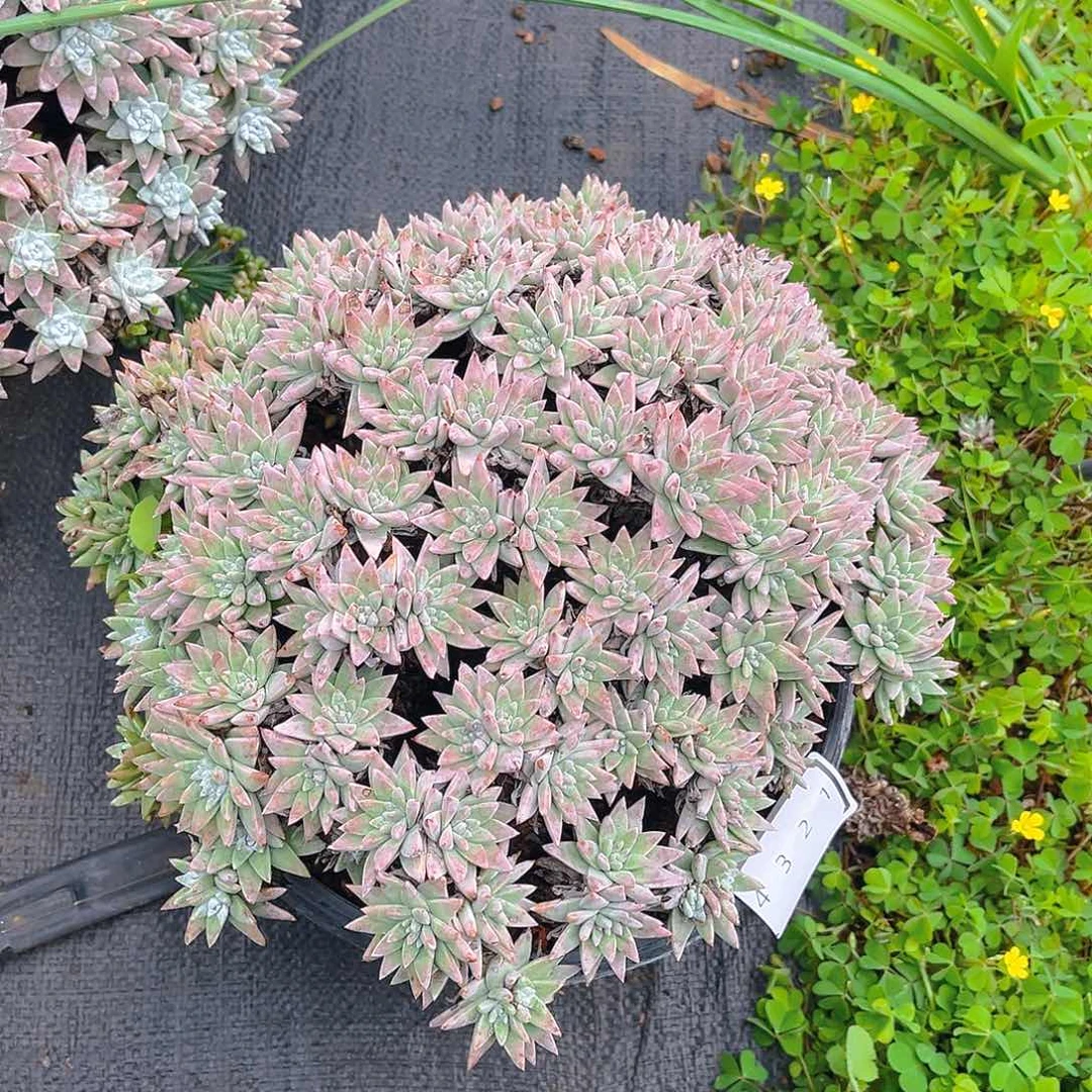 大白菊老桩仙女杯yy4321