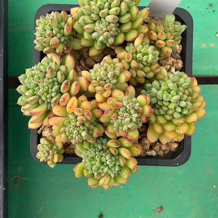 衡***艺草莓慕斯一物一拍