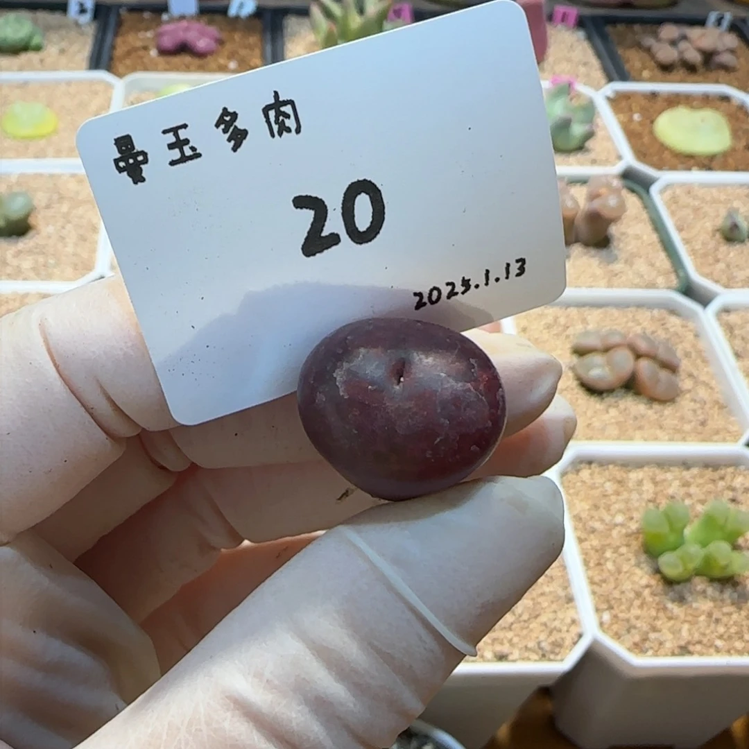 污****?多肉多肉多肉1.13-020