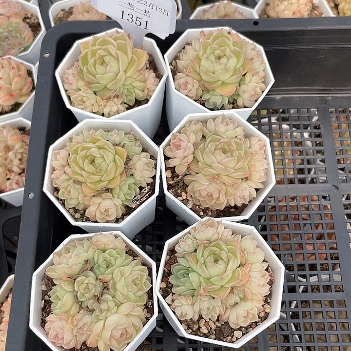 薇薇安园艺多肉1351