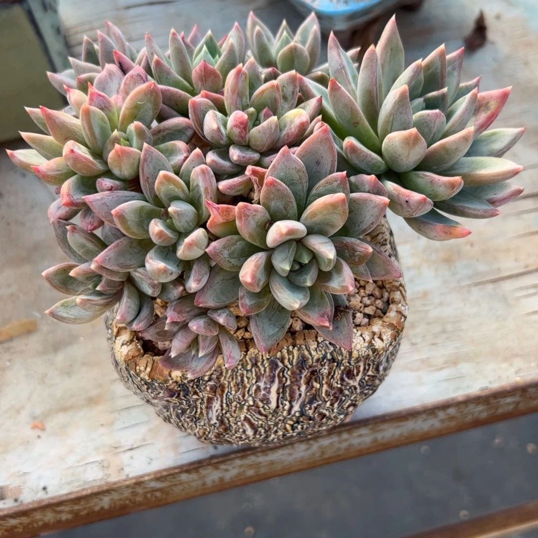 红蛋18 零零多肉植物