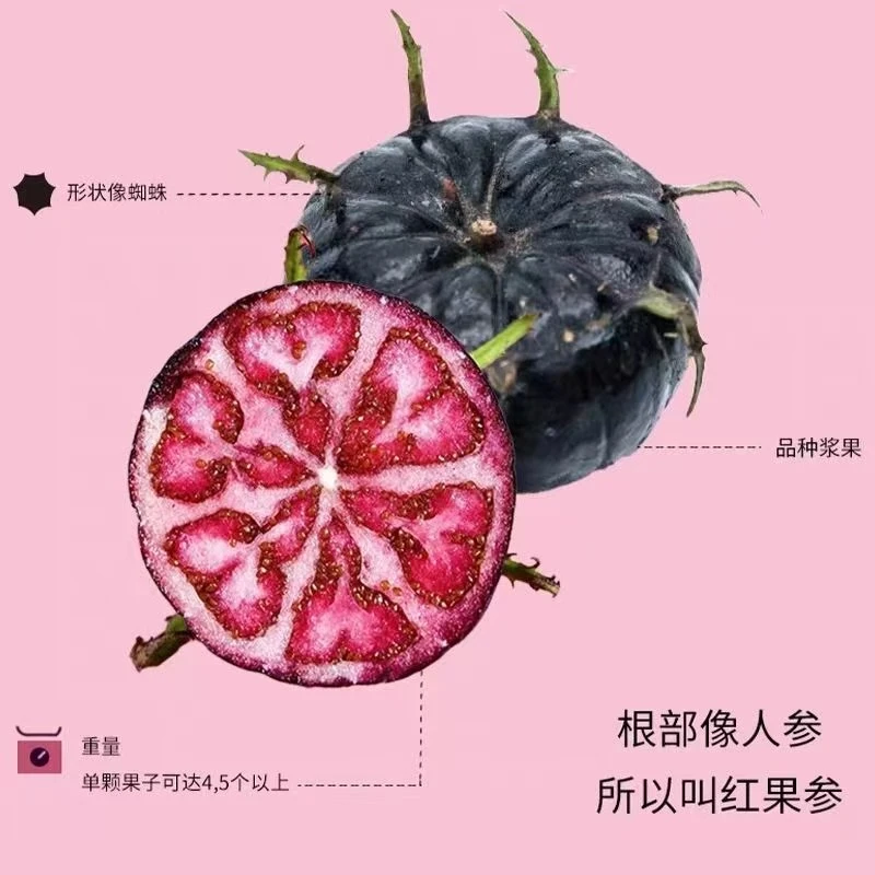 云南马关高山红果参礼盒装大果蜘蛛果算盘果送礼佳品特大