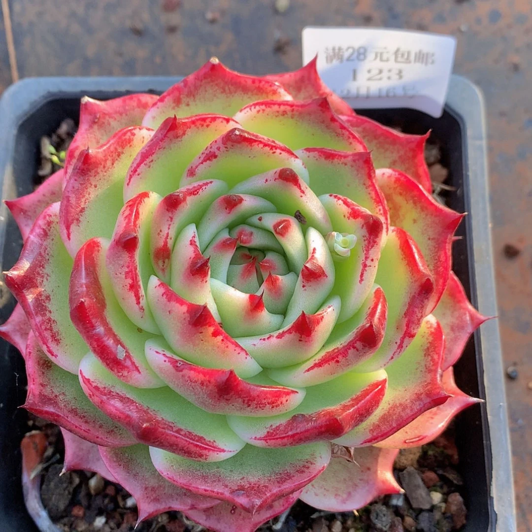 【闪购商品】云123号