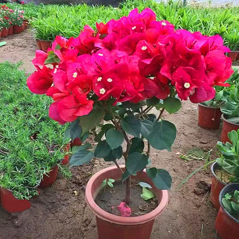 中国红三角梅花卉盆栽适合阳台庭院种植四季开花