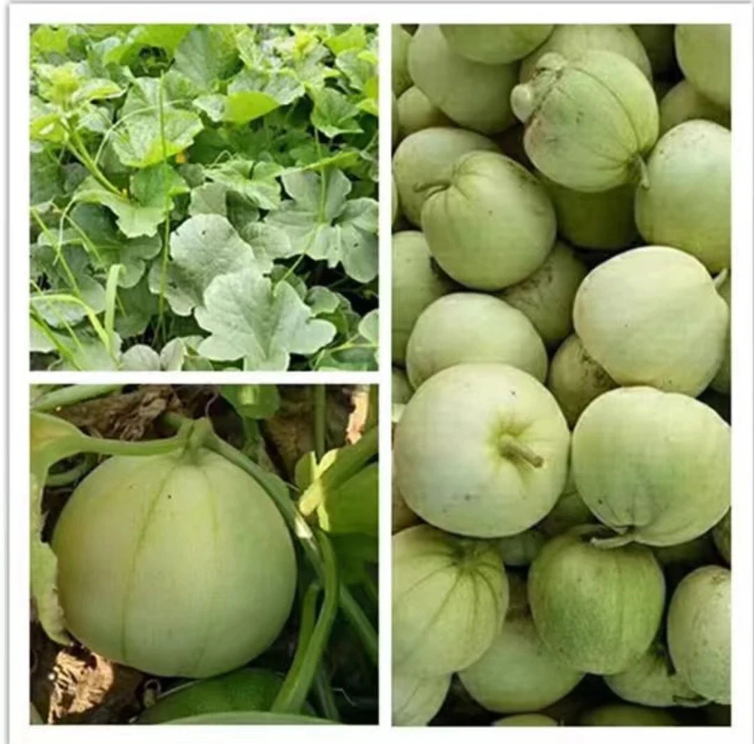 产地直发余干当季新鲜香甜脆露天种植香瓜