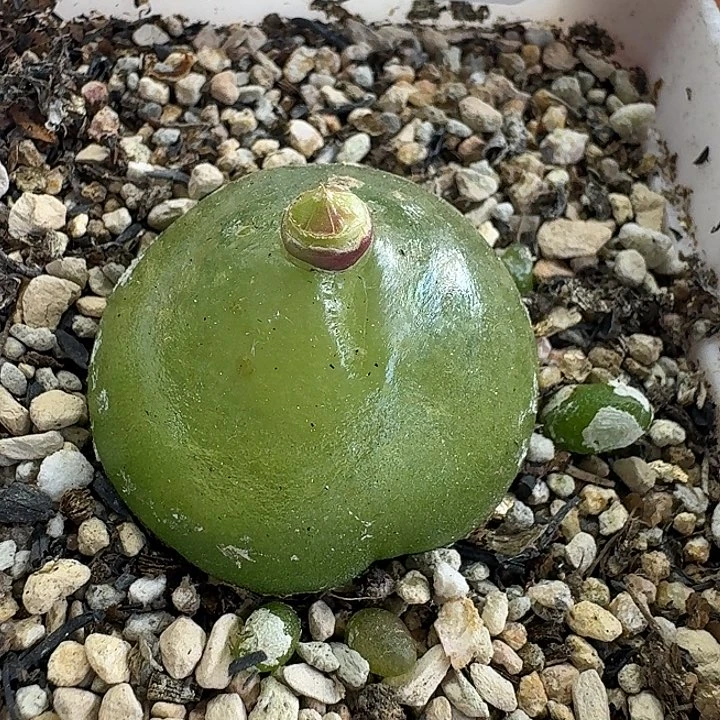 老马生石花3.2灯泡240