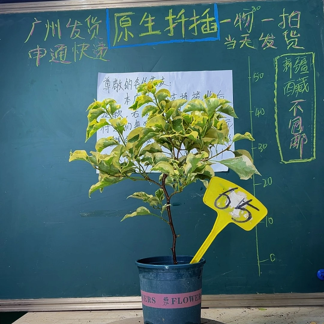 当前无花栽培后可以开花  金边黄 65