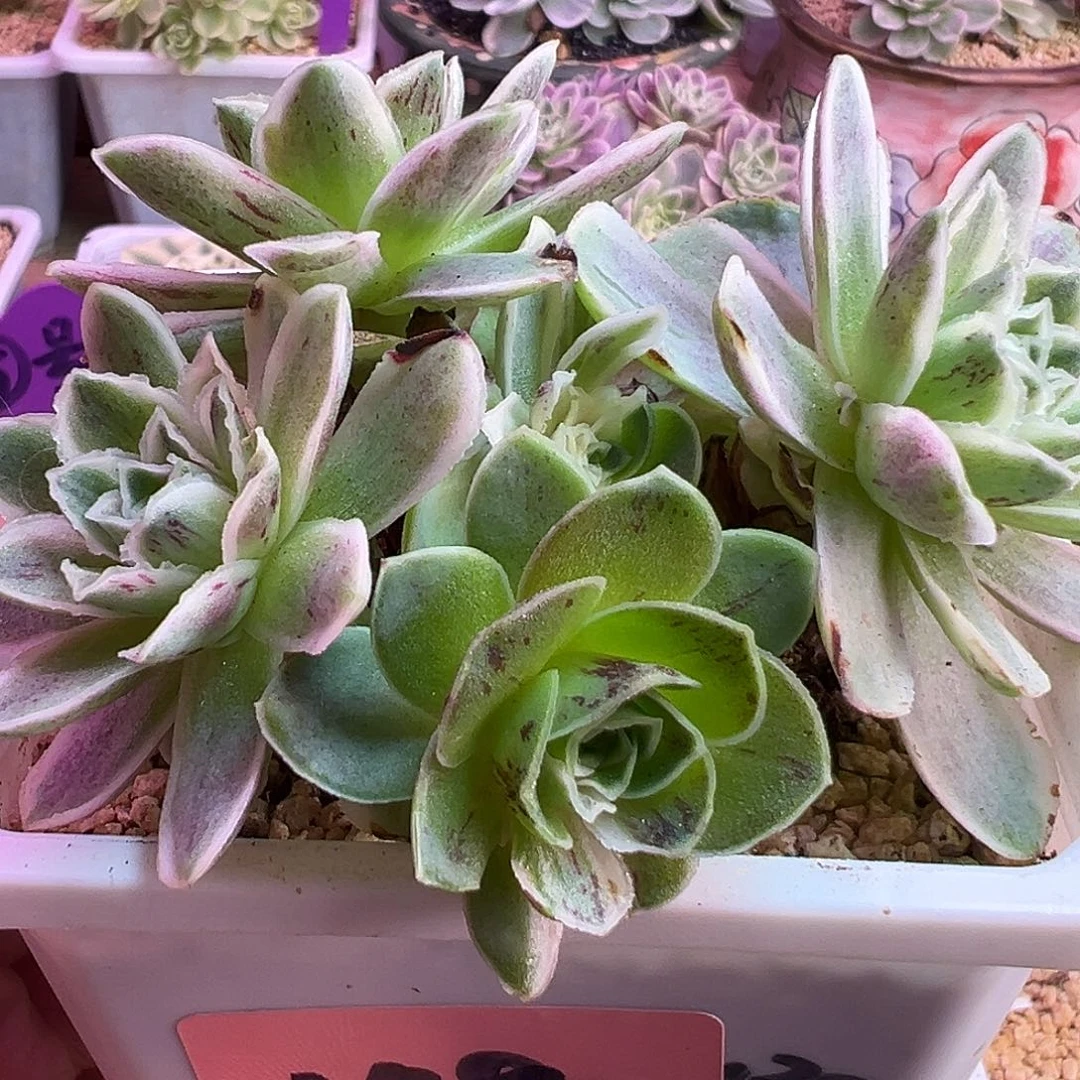 山地玫瑰锦秋夕1492号